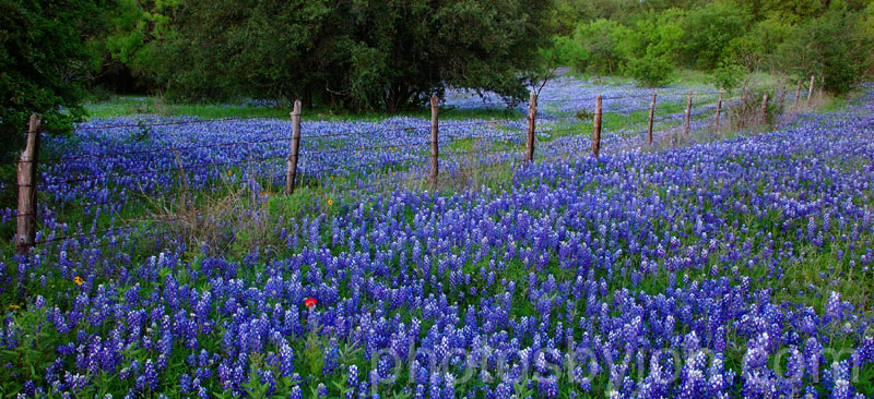 HillCountryHeaven