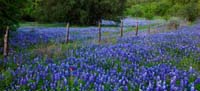 HillCountryHeaven